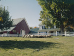 Sheep In A Pasture On A Farm In Eaton, New Hampshire by George French