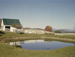 Sheep In A Pasture On A Farm In Eaton, New Hampshire by George French