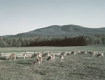Cattle Grazing In A Field In Effingham, New Hampshire by George French