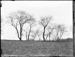 Group Of Trees In A Field by George French
