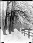 Winter Scene With Trees Looking Fown A Split Rail Fence by George French