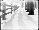 Winter Scene With Trees Looking Down A Split Rail Fence by George French