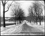 View Of A Snow Covered Tree Lined Avenue by George French