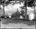 Two Cows Grazing Beside A Lake, Mountains In The Distance by George French