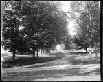 Tree Lined Rural Crossroad With Signpost 'effingham' & 'limerick' by George French