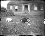 Two Dogs Lying Outside An Old Farm House by George French