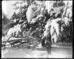 Winter Scene Of Snow Covered Trees And Split Rail Fence by George French