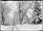 Snow Covered Trees And Street, Deerfield, Ma by George French