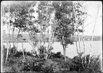 View Of A Lake Through Birch Trees by George French