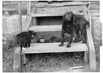 Dog And Cat On A Set Of Steps by George French