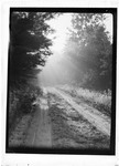 Sunlight Through Mist On A Tree Lined Country Road by George French