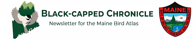 Black-capped Chronicle : Newsletter of the Maine Bird Atlas