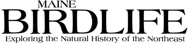 Maine Birdlife Magazine