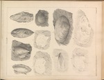 Grey-Scale Images of Twenty-eight Mullosks by Charles T. Jackson, Del Graeton, Maine Geological Survey, and Maine Legislature