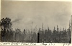 Basin Ponds Forest Fire, 9 August 1923 by David Field