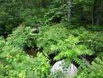 Culvert Crossing, Fight Brook at Lovewells Pd Rd, Fryeburg, Maine