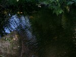 Culvert Crossing, Folsom Brook at Kennebec Road, Dixmont, Maine