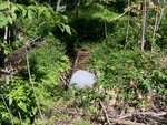 Culvert Crossing, Folsom Brook at Kennebec Road, Dixmont, Maine