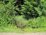 Culvert Crossing, Fowler Brook at Tyler Rd, Albion, Maine