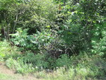 Culvert Crossing, Fowler Brook at Unity Rd, Albion, Maine