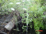 Culvert Crossing, Gardiner Pond Outlet at Gardiner Rd, Wiscasset, Maine