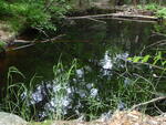 Culvert Crossing, Glantz Brook at Route 114, Windham, Maine