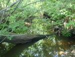 Culvert Crossing, Goff Mill Brook at Log Cabin Rd, Arundel, Maine
