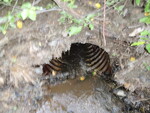 Culvert Crossing, Gully Brook at Elliotsville Rd, Monson, Maine