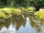 Culvert Crossing, Hammond Brook at North Guilford Rd, Monson, Maine