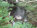 Culvert Crossing, Hanson Brook at Hanson Dr, Baring Plt, Maine