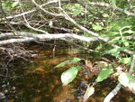 Culvert Crossing, Harmon Brook at Route 86, Marion Twp, Maine