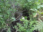 Culvert Crossing, Hilton Brook at Mayhew Road, Starks, Maine