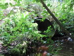 Culvert Crossing, Hobbs Brook at Meetinghouse Rd, Wells, Maine