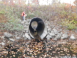 Culvert Crossing, House Brook at Royalsborough Rd, Durham, Maine