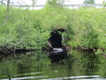 Culvert Crossing, Howard Brook at North Guilford Rd, Guilford, Maine