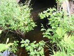 Culvert Crossing, Jenks Brook at Railroad, Brownville, Maine