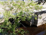 Culvert Crossing, Jones Brook at Pine St, Madison, Maine