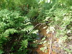 Culvert Crossing, Kimball Brook at Ocean Ave, South Portland, Maine