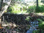Culvert Crossing, Kitteredge Brook at Route 102/198, Bar Harbor, Maine