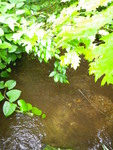 Culvert Crossing, Leavitt Brook at Quarry Rd, Cornish, Maine