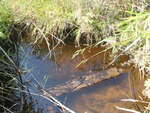 Culvert Crossing, Ledge Cut Brook at Railroad, Millinocket, Maine