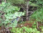 Culvert Crossing, Linscott Branch at Route 3, Palermo, Maine