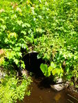 Culvert Crossing, Little River at Loud Rd, Cornish, Maine