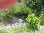 Culvert Crossing, Little River at Rankin Rd, Buxton, Maine