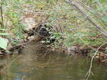 Culvert Crossing, Lively Brook at Pleasant Pond Rd, Turner, Maine