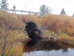 Culvert Crossing, Lively Brook at Route 1, Whiting, Maine