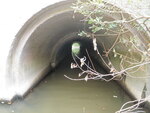 Culvert Crossing, Long Creek at Maine Mall Rd, South Portland, Maine