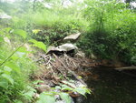 Culvert Crossing, Long Meadow Brook at Lake Rd, Stow, Maine