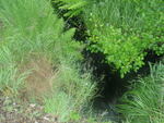 Culvert Crossing, Lovers Brook at Route 9, Berwick, Maine
