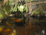 Culvert Crossing, Lurvey Brook at Western Mountain Rd, Tremont, Maine